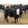 Image 17 : Belle Creek Stock Farms - 765# March Delivery Heifers - 160 Head (Belleview, MB)