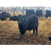 Image 7 : Jay Be Acres Ltd. - 920# April Delivery Steers - 66 Head (Deloraine, MB) 