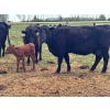 Image 7 : Lemmer Farms - 15 Angus X Mature Pairs (Lyalta, AB)