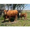 Image 3 : Border View Ranch - 580# October Delivery Steer Calves - 75 Head (Coronach, SK)
