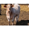 Image 8 : Rob Mossey - 920# May Delivery Steers - 60 Head (Vauxhall, AB)