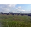 Image 5 : Ramage Land & Cattle - 525# November Delivery Steer Calves - 220 Head (Fairlight, SK) VBP+