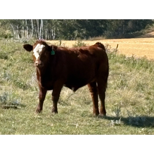 Dr. Elizabeth Homerosky - 610# October Delivery Steer Calves - 20 Head (Cochrane, AB)