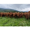 Image 4 : Crystal Lake Ranch - 875# July Delivery Steers - 70 Head (Malakwa, BC)