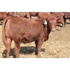 Image 6 : A&S Farms - 30 Red Replacement Heifers (Coaldale, AB)