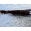 Image 2 : Lake Forest Farms Herd Dispersal - 15 Young Red Simm/Angus X Bred Cows (Arnes, MB)