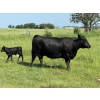 Image 11 : Lee Johnston - 35 Black/Black X Cow/Calf Pairs (Welwyn, SK)