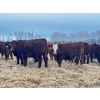 Image 5 : Chris Bartel - 1025# February Delivery Steers - 60 Head (Fort Vermilion, AB)