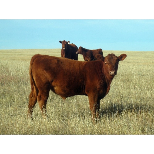 KW Waldner Ranching - 620# October Delivery Steer Calves - 100 Head (Jenner, AB)