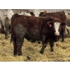 Image 5 : Birch Island Land & Cattle - 1025# April Delivery Steers - 57 Head (Rhein, SK)