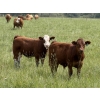 Image 3 : R-Five Simmentals - 825# September Delivery Steer Calves - 75 Head (Hoadley, AB)