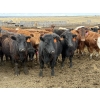 Image 7 : Lamb Cattle Co. - 950# Sept/Oct Delivery Grass Heifers - 390 Head (Drake, AB)