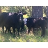 Image 3 : Larry & Eric Buff - 620# November Delivery Steer Calves - 100 Head (Westwold, BC)