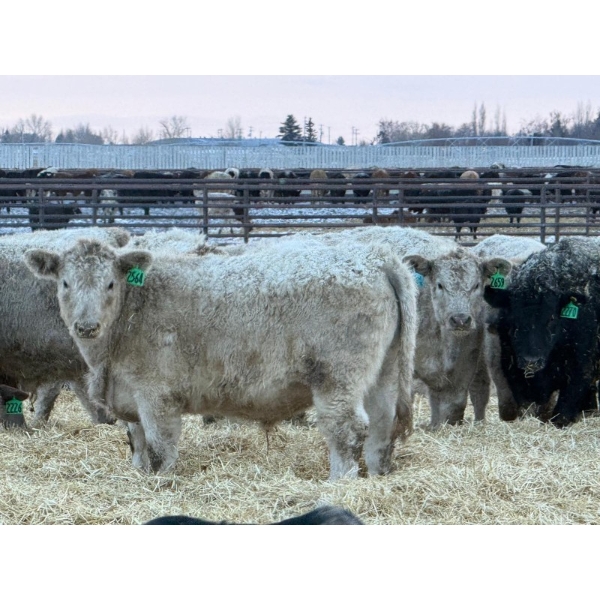 GW Murray Ranches - 540# Dec/Jan Delivery Weaned Steers - 85 Head (Tilley, AB)