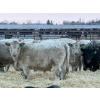 Image 1 : GW Murray Ranches - 540# Dec/Jan Delivery Weaned Steers - 85 Head (Tilley, AB)