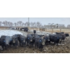 Image 4 : Franz Land & Cattle - 760# March Delivery Heifers - 98 Head (Medicine Hat, AB)