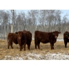 Image 8 : Winn Man Farms - 780# March Delivery Steers - 78 Head (Winnipegosis, MB)