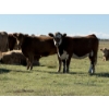 Image 3 : Glover Cattle Corp. - 1050# October Delivery Grass Heifers - 60 Head (Irricana, AB) VBP+