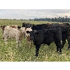 Image 5 : Eagle Creek Ranching Ltd. - 625# Steers Calves - 90 Head (Sundre, AB)