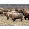 Image 6 : Lesher Lane Enterprises - 890# June Delivery Heifers - 204 Head (Lacombe, AB)