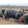 Image 4 : Lost River Farming - 1000# April Delivery Steers - 305 Head (Allan, SK) VBP+