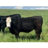 Image 3 : Holmes Cattle Co. - 1050# June/July Delivery Grass Steers - 60 Head (Cayley, AB)