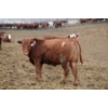 Image 7 : McIntyre Ranch - 845# April/May Delivery Steers - 260 Head (Raymond, AB)