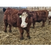 Image 10 : C.O. Johnson & Sons Ranches - 895# February Delivery Steers - 173 Head (Scandia, AB) VBP+