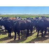 Image 12 : Jay Be Acres Ltd. - 950# July Delivery Grass Heifers - 62 Head (Deloraine, MB)