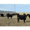 Image 7 : Bauer Ranching - 790# February Delivery Steers - 190 Head (Hilda, AB)