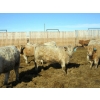 Image 5 : Douglass Agro - 715# March Delivery Heifers - 175 Head (Gem, AB)