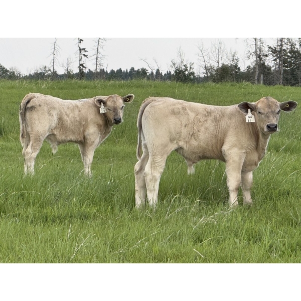 Eagle Creek Ranching Ltd. - 625# October Delivery Steer Calves - 90 Head (Sundre, AB)