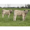 Image 1 : Eagle Creek Ranching Ltd. - 625# October Delivery Steer Calves - 90 Head (Sundre, AB)