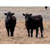 Image 2 : Cross Coulee Ranching - 630# May Delivery Heifers - 80 Head (Duchess, AB)