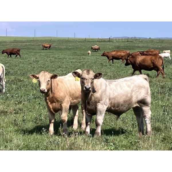 MacMillan Farming Co. - 650# September Delivery Steer Calves - 95 Head (Cayley, AB) VBP+