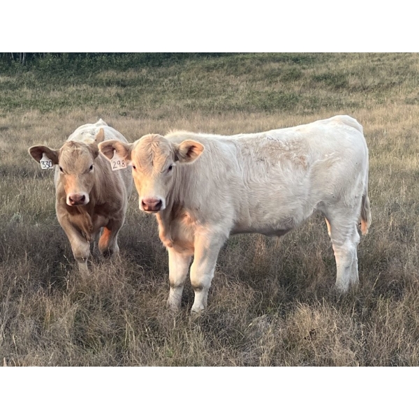 Les Cook/Alyssa & Vince Colven - 600# October Delivery Steer Calves - 70 Head (Loverna, SK)
