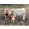 Image 1 : Les Cook/Alyssa & Vince Colven - 600# October Delivery Steer Calves - 70 Head (Loverna, SK)