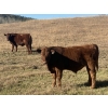 Image 1 : Red Deer River Ranches - 575# November Steer Calves - 85 Head (Sundre, AB)