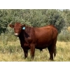 Image 2 : Riverbend Ranch - 950# September Delivery Grass Steers - 130 Head (Brooks, AB)