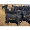 Image 5 : Jarokosky Farms - 800# March/April Delivery Heifers - 40 Head (Lethbridge, AB)