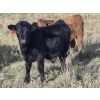 Image 4 : Tyton Farms Ltd. - 550# January Delivery Weaned Steers - 105 Head (Birtle, MB) VBP+