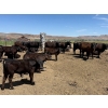 Image 2 : Rex & Karen Hoagland - 610# September Delivery Steer & Heifer Calves - 90 Head (Melba, ID)