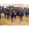 Image 8 : L & J Ranch - 830# March Delivery Heifers - 75 Head (Harptree, SK)