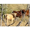 Image 12 : Meyer Cattle Inc. - 680# Weaned Steers - 90 Head (Lethbridge, AB)