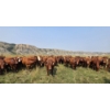Image 2 : M.S. MacLean Livestock - 1010# September Delivery Grass Steers - 112 Head (Coaldale, AB)