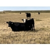 Image 8 : Dar-Lin Ranching - 550# November Delivery Steer Calves - 110 Head (Big Stone, AB)