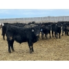 Image 6 : Hegedys Ranching - 825# January Weaned Steers - 300 Head (Acme, AB)