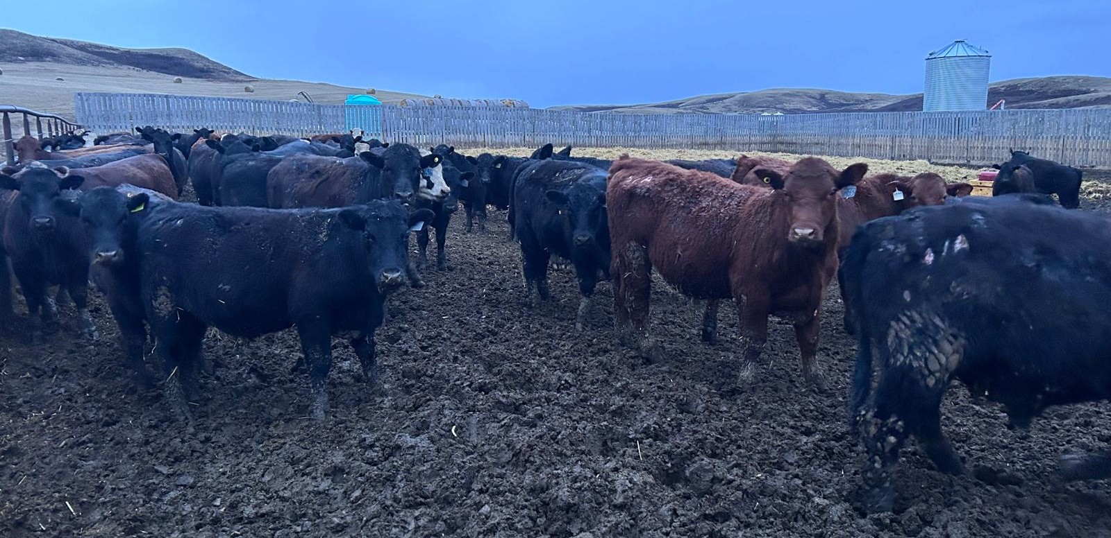 Wyatt & Meg Isaacson - 942# April Delivery Steers - 133 Head (Killdeer ...