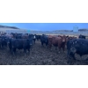 Image 3 : Wyatt & Meg Isaacson - 942# April Delivery Steers - 126 Head (Killdeer, SK)