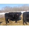 Image 3 : Double X Management - 28 7th Calvers (Langruth, MB)